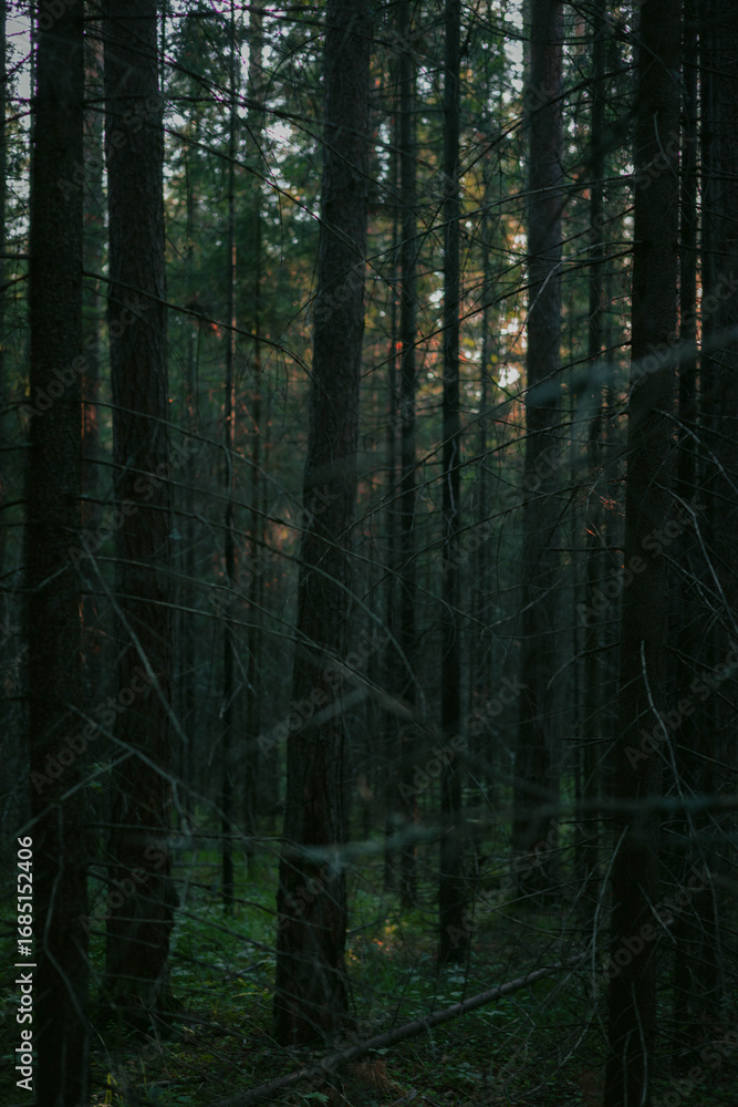 Poster shadows create a mysterious atmosphere in a dense forest as tall trees surround the scene and soft l