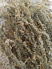 Obraz premium Dried inflorescences of the medicinal herb wormwood, herbal collection