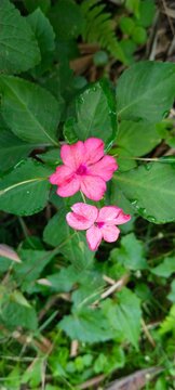 pink impatiens flowers in natural garden