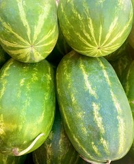 watermelons in the market