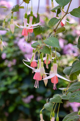 Beautiful pink fuchsia flowers in the garden.