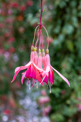 Beautiful pink fuchsia flowers in the garden.