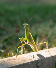 praying mantis on a green background