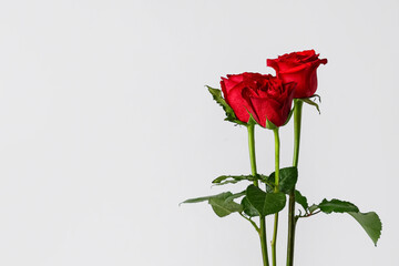 Obraz premium Beautiful red rose flowers on grey background