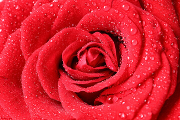Texture of beautiful red rose flower with water drops as background