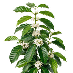 A coffee plant with small white flowers, isolated on a transparent background
