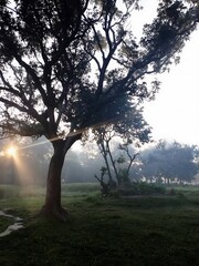 Silhouette of a solitary tree bathed in soft morning sunlight with sunbeams piercing through leaves