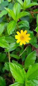 single bright yellow flower in green foliage