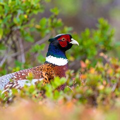 Pheasant in dense foliage