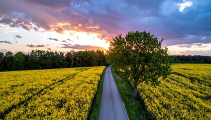 A rural road through a vibrant yellow field at sunset