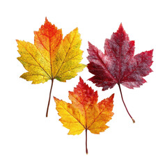 Fototapeta premium Autumn Leaves: Three vibrant maple leaves in shades of yellow, orange, and red showcase the season's colorful transition.