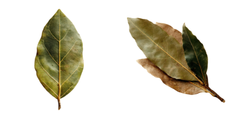 Bay Leaves Duo: A visual exploration showcasing the natural beauty and intricate texture of two distinct bay leaves, each exuding an organic and earthy appeal.