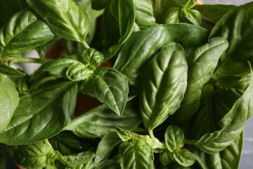 Fresh green basil leaves, closeup