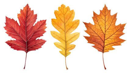 Obraz premium Autumn leaves set in realistic red, yellow, and orange colors, isolated on transparent background, PNG botanical pack