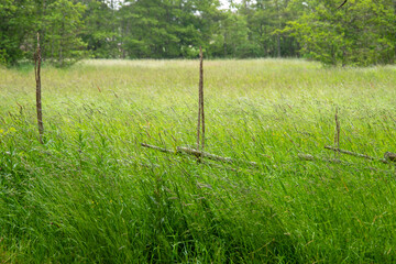 Field landscape