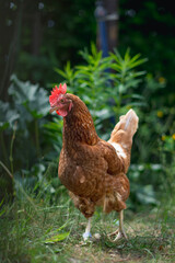 Huhn im Gehege