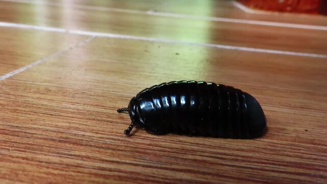Pill millipede (Glomeris marginata) curled and unfurling from defensive position in tropical rain forest.