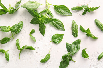 Fresh green basil leaves on white background