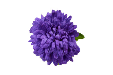 purple China aster isolated on white or transparent png