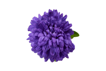 purple China aster isolated on white or transparent png