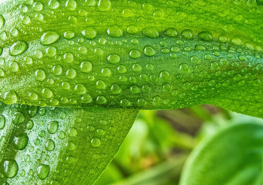 Macro shot of fresh green plant leaves covered in sparkling rain drops or morning dew. Natural background symbolizing freshness, ecology, gardening, and wellness. - Powered by Adobe