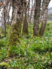 Moss covered trees on a grassy hill. 