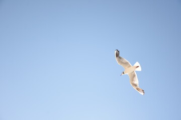 A seagull glides through a clear blue sky, showcasing elegance and freedom. Ideal for nature, wildlife, and background projects.