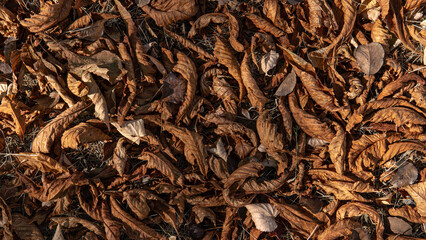 Dry autumn leaves texture background on the ground
