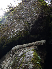 Moss covered boulder. 