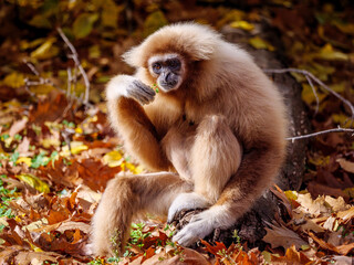 thinking lar gibbon monkey