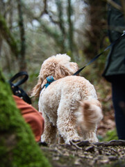 A dog walking in a forest.