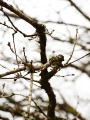 A bare branch in winter. 