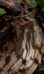Close-up of cut tree wood texture / Human impact on forest