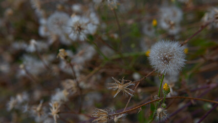 Close-up of wild plant with fluffy seed head
