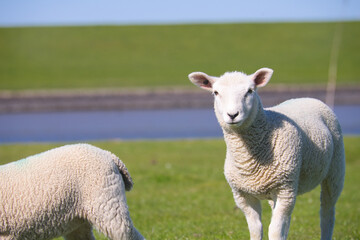 Porträt eines Lamms vor dem Hintergrund des Wasserkanals am Deich