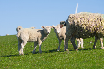 Zwei Lämmer verstecken sich hinter ihrer Mutter