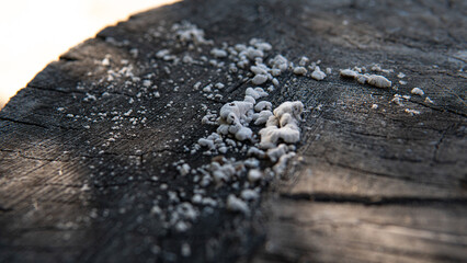 White fungus growing on old wooden surface