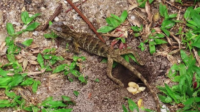 lizard Branch lays eggs