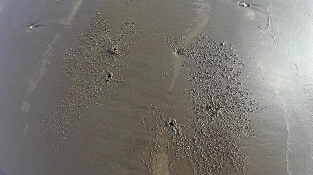 high-detail macro shot of wet beach sand featuring natural textures and small holes created by sand crabs