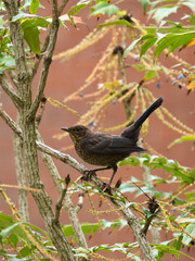 A juvenile Eurasian blackbird perched in a tree. 