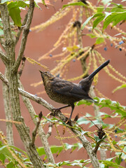 A juvenile Eurasian blackbird perched in a tree. 