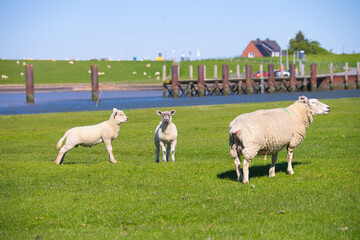 Nahaufnahme einer Deichschaft Familie, bestehend aus zwei Lämmer und einer Mutter, vor dem Hintergrund des Wasserkanals am Deich