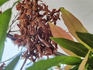 dried tobacco leaves on the ground