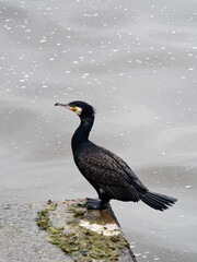 Great cormorant on a rock in the water. 