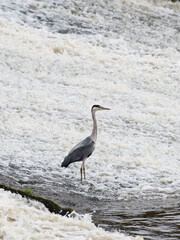 A grey heron standing in a moving river. 