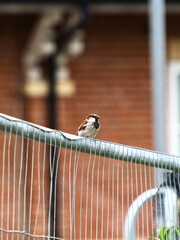 Tree sparrow sits on fence. 