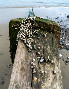 Wooden seawall post covered in shellfish