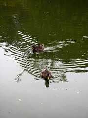 Two ducks in the water. 