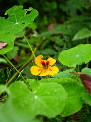 Yellow nasturtium. 