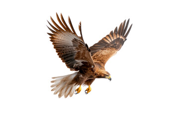 Obraz premium Soaring Eagle: An impressive eagle in flight, showcasing its expansive wingspan and powerful talons against the clear sky, representing freedom and the majesty of the wild.